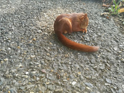 Zoogdier gevonden, wat nu? Zoogdier gevonden, wat nu?